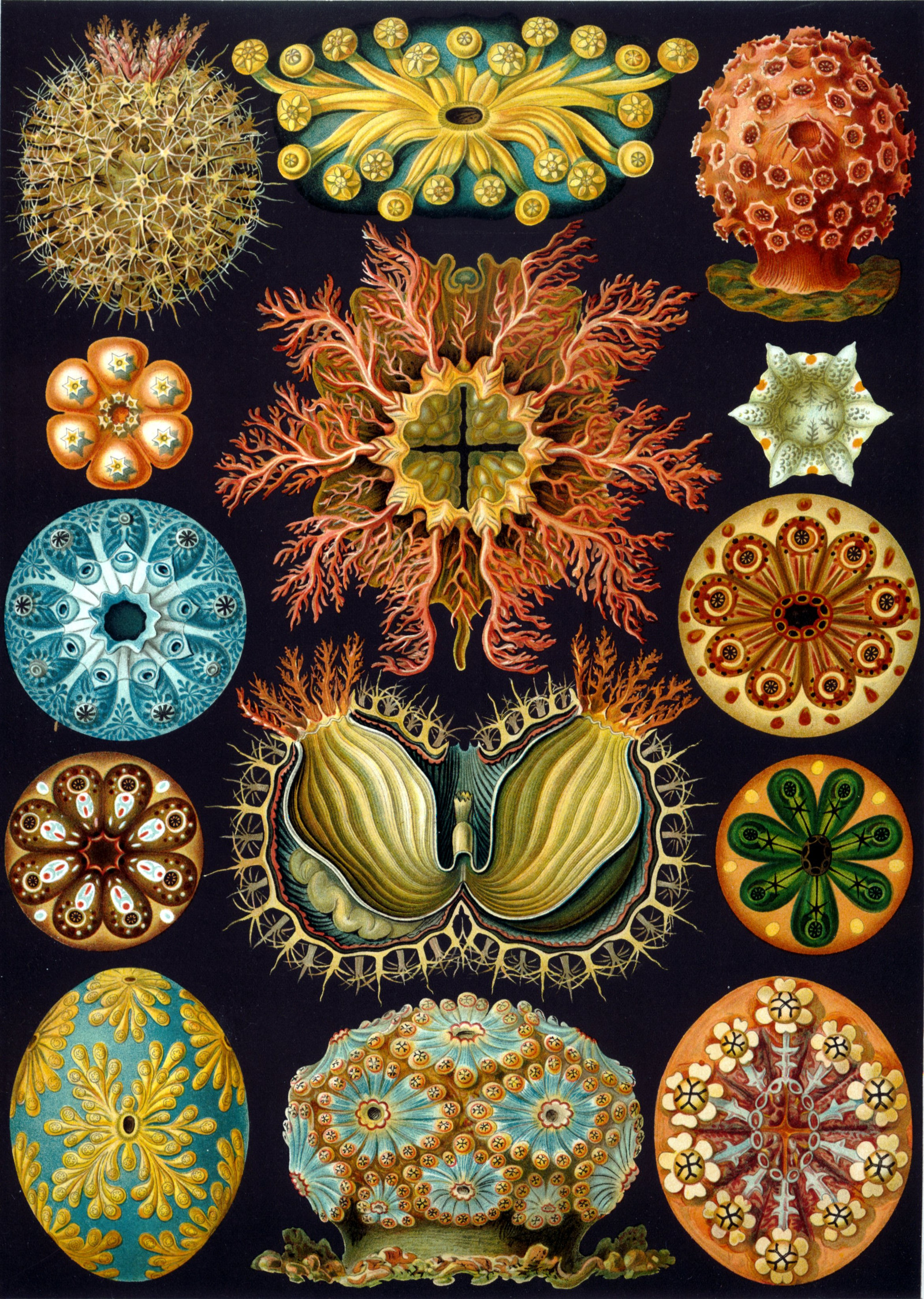 Haeckel ascidiae