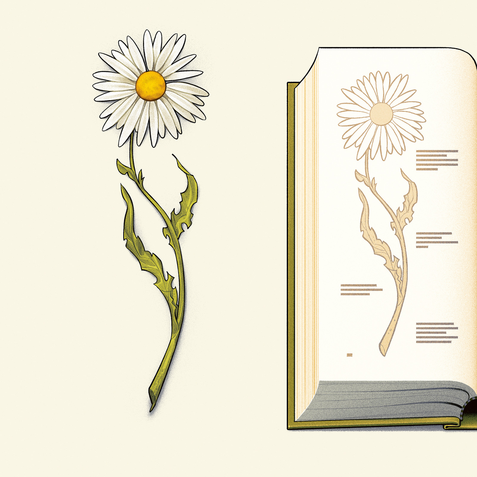 Illustrasjon av Christian Bloom. Viser en tørket prestekrage og avtrykk av den på ein bokside. 