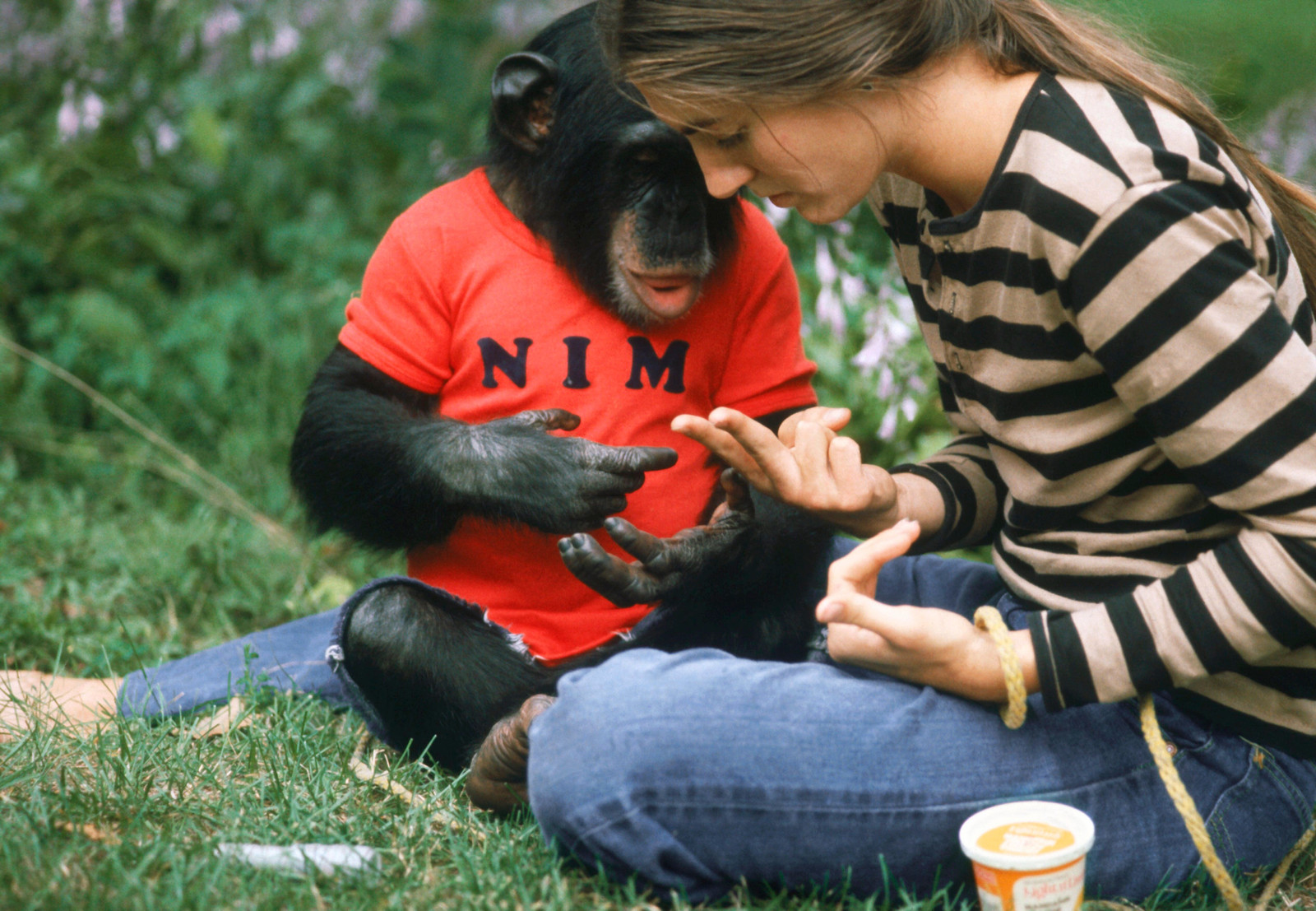 Joyce Butler og sjimpansen Nim
Chimpsky, som var gjenstand for en studie av dyrs språklæring i 1970-årene. Butler viser Chimpsky tegnet for «drikke». 